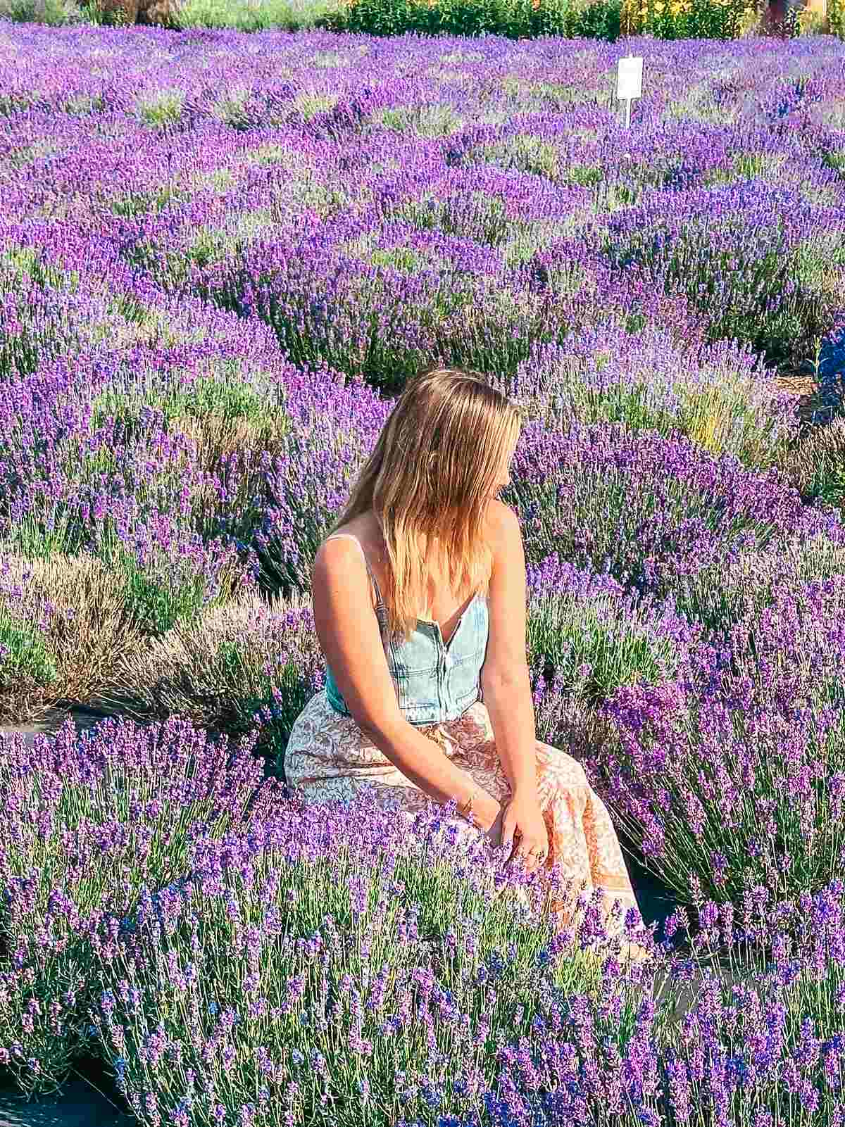 Breathe in the serene beauty of Traverse City's lavender fields at Brys Estate Secret Garden.